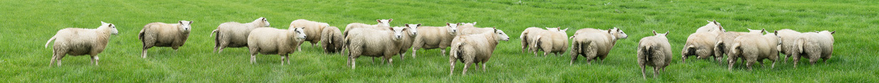 Schafzucht & Schafhaltung