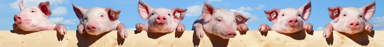 Schweinezucht & Schweinehaltung