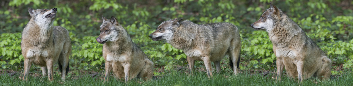 Wolfszaun & Herdenschutz