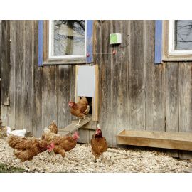Automatische Hühnertür mit Schiebetür 300x400mm Komplett-Set